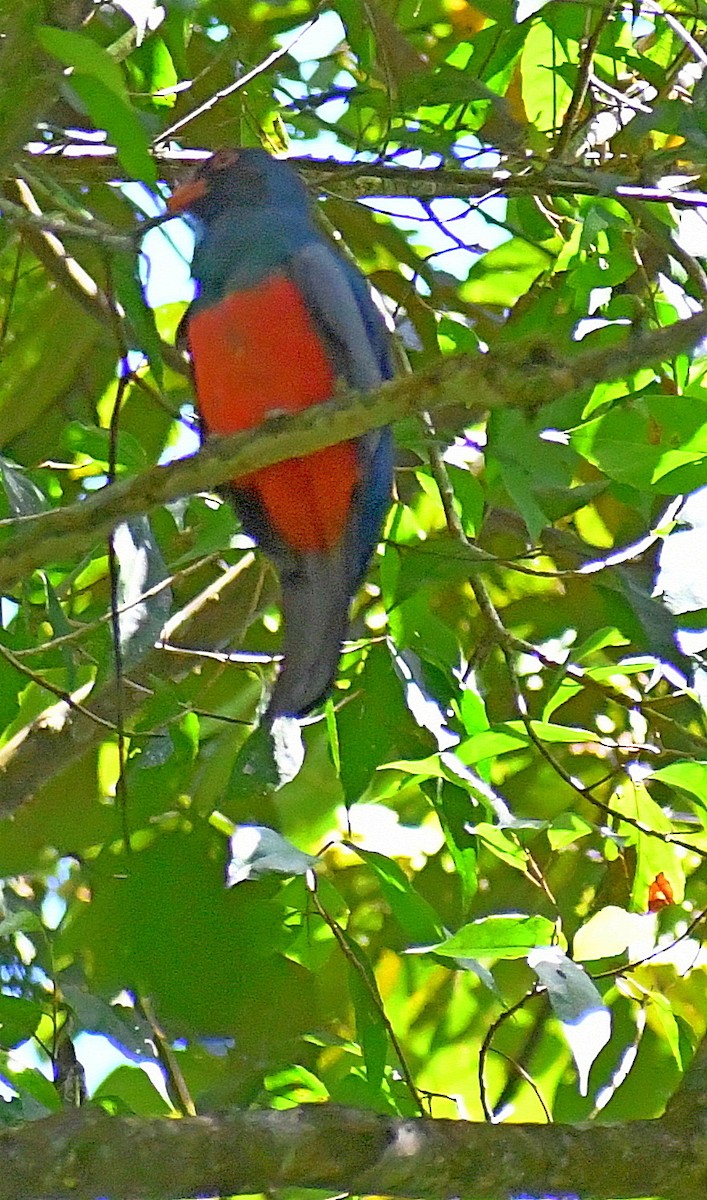 Trogon de Masséna - ML620140757