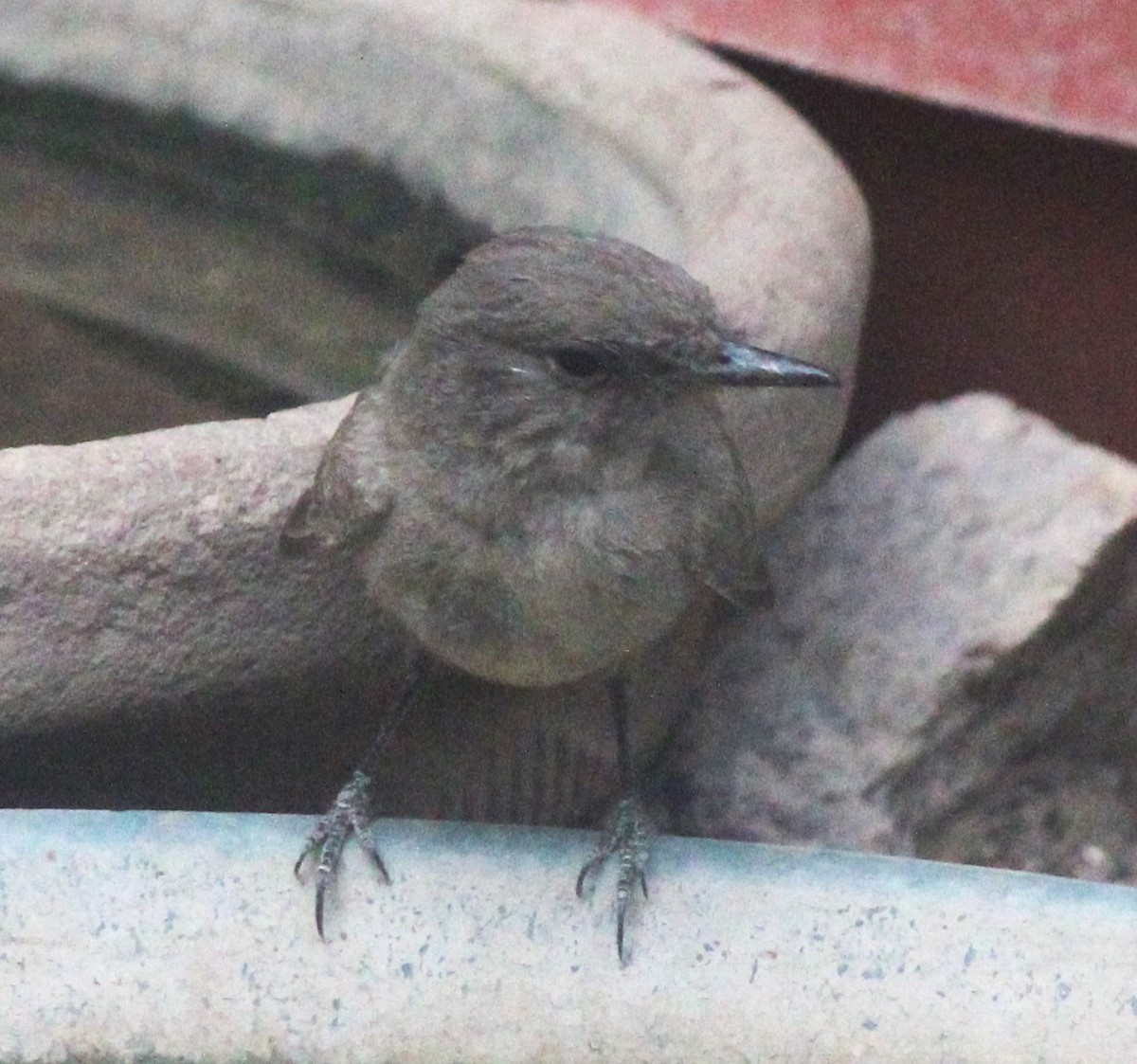 Say's Phoebe - ML620140766