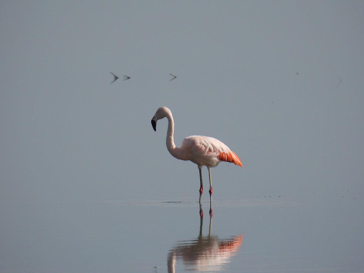 Chilean Flamingo - ML620140773