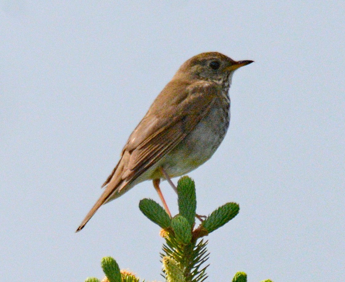 Bicknell's Thrush - ML620140775