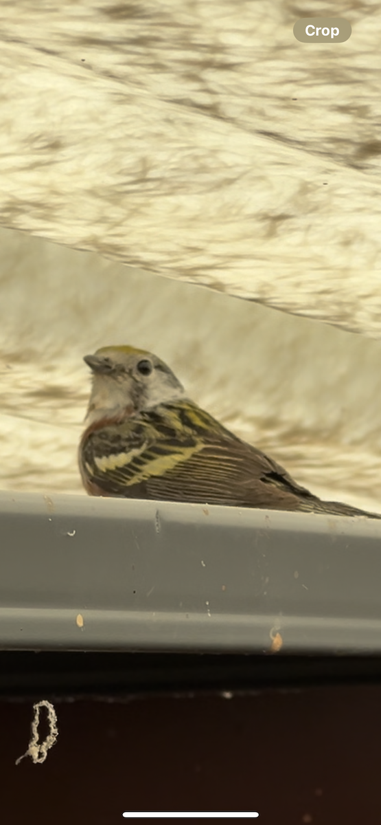 Chestnut-sided Warbler - ML620140777