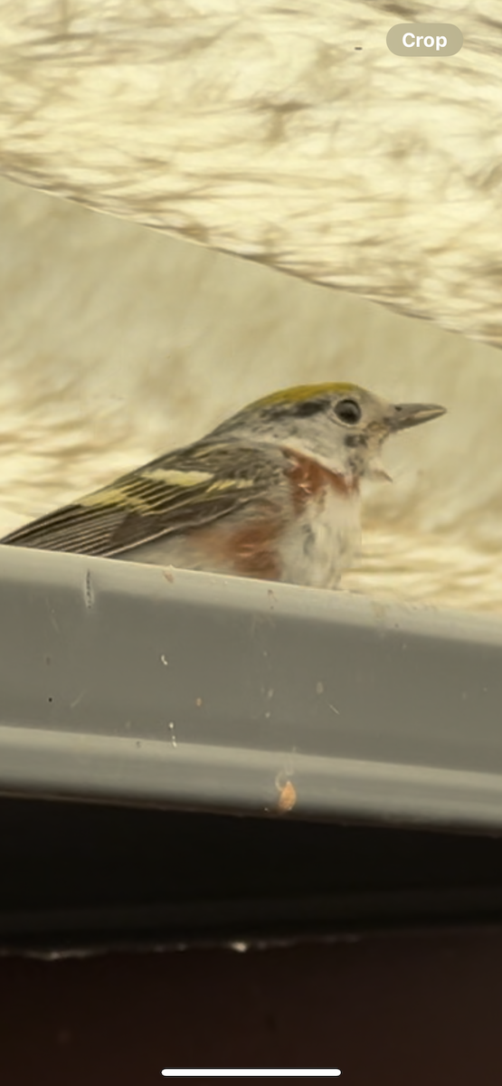 Chestnut-sided Warbler - ML620140778