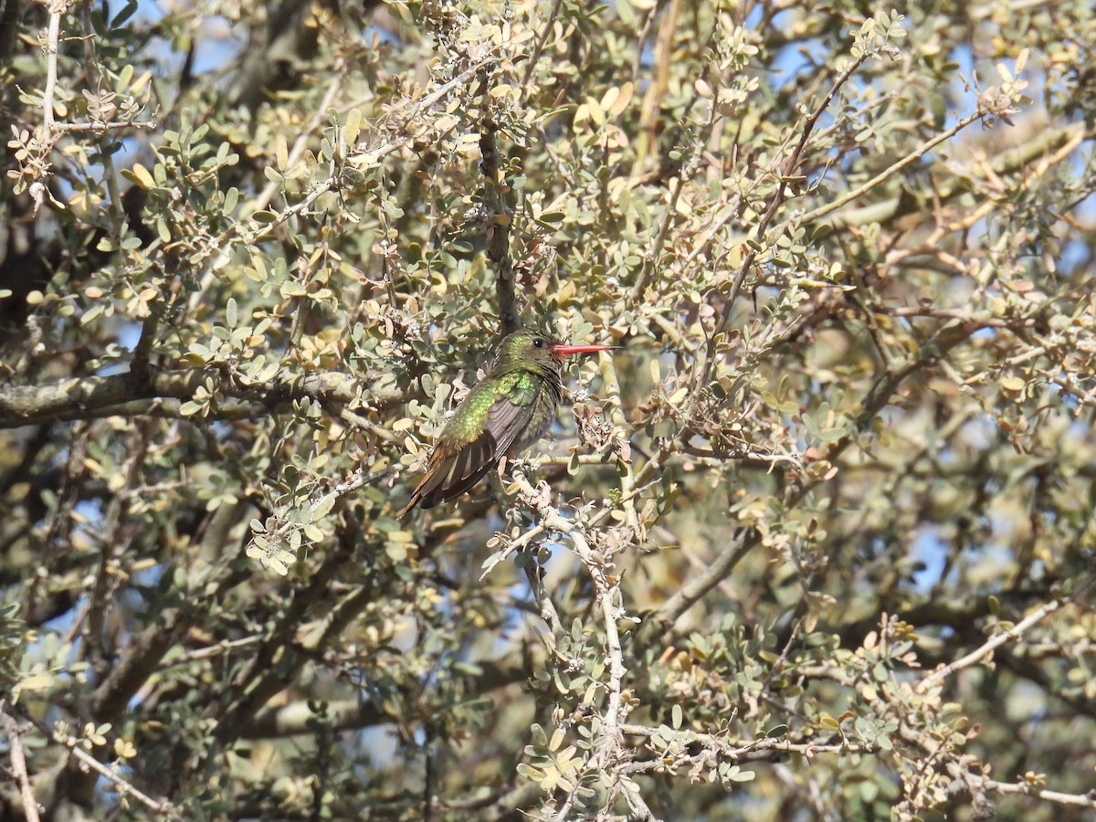 Gilded Hummingbird - ML620140781