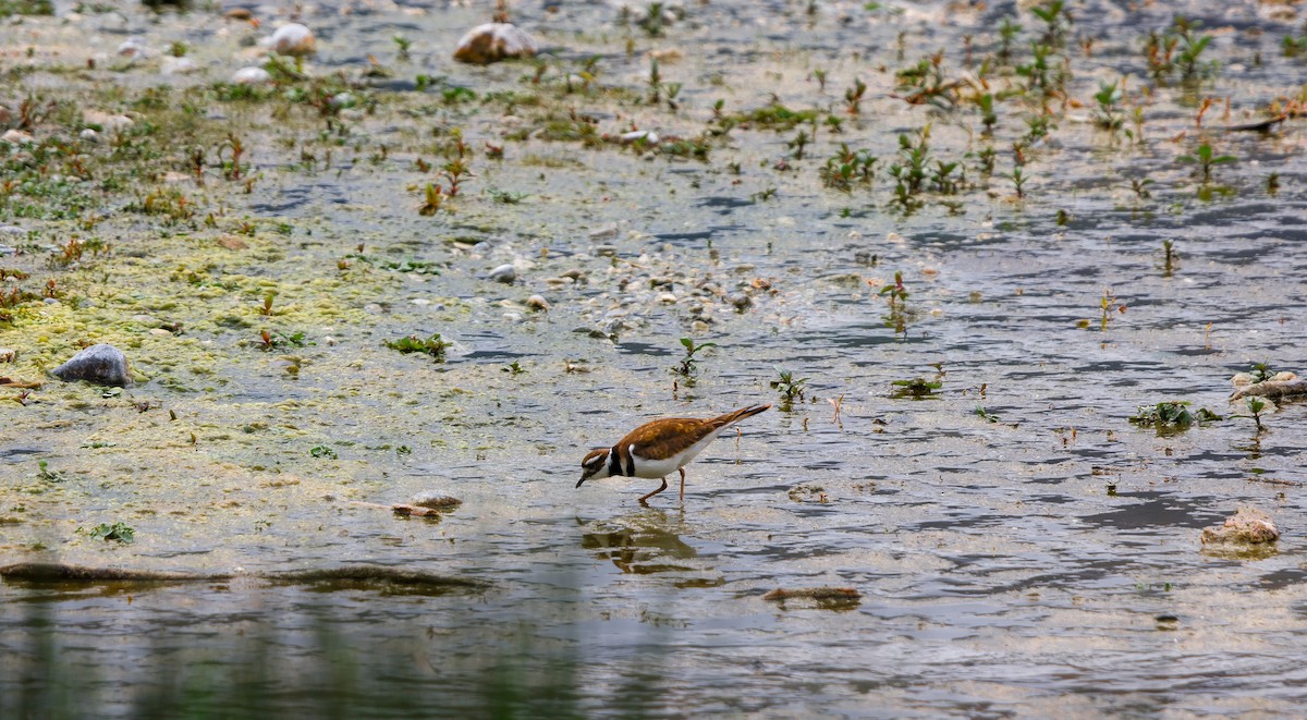 Keilschwanz-Regenpfeifer - ML620140806