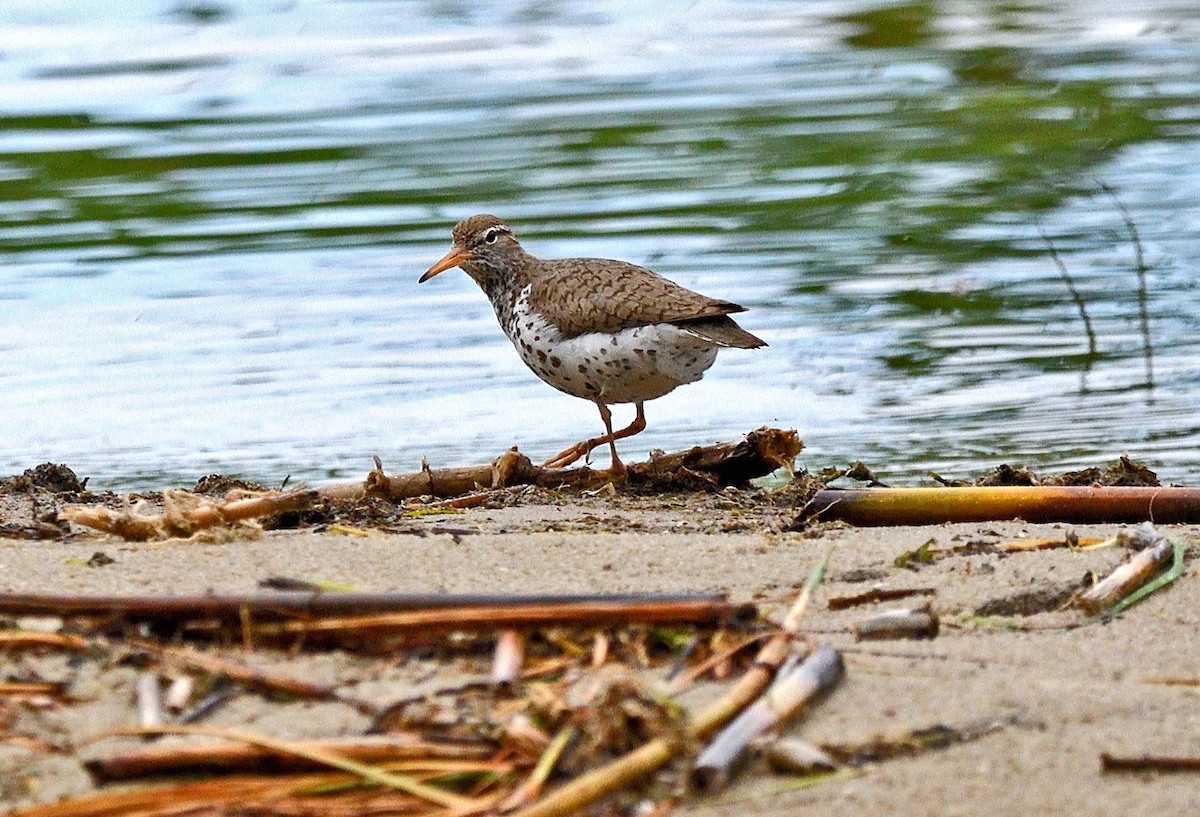 Spotted Sandpiper - Tom Long