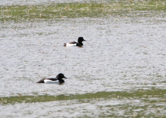 鳳頭潛鴨 - ML620140827