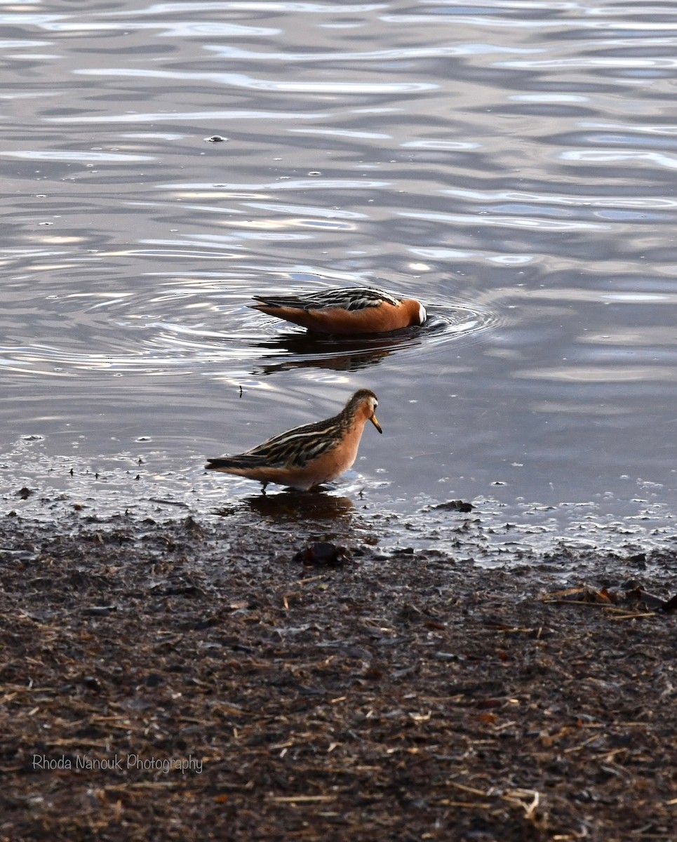 polarsvømmesnipe - ML620140830