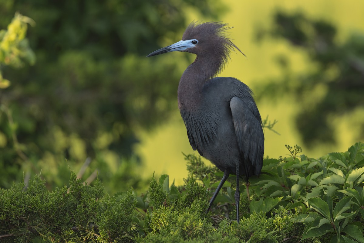 Little Blue Heron - ML620140836