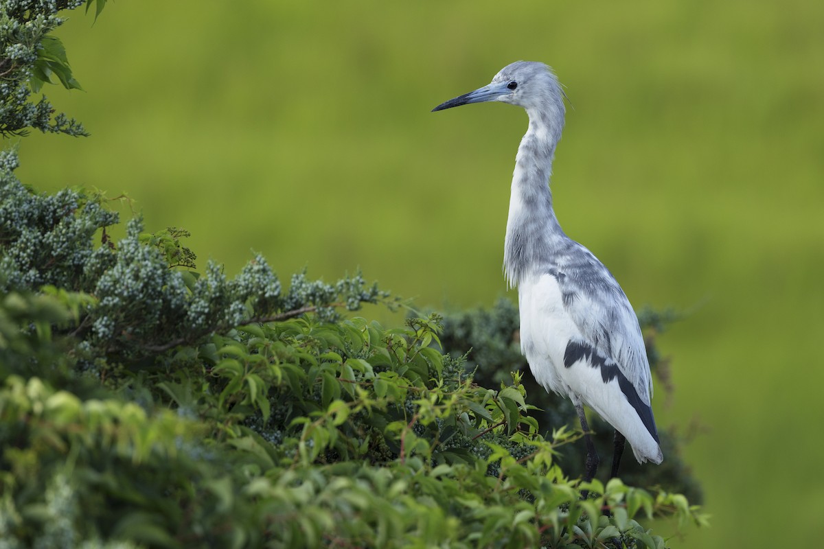 Little Blue Heron - ML620140837