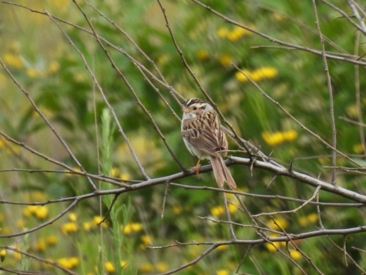 Clay-colored Sparrow - ML620140842