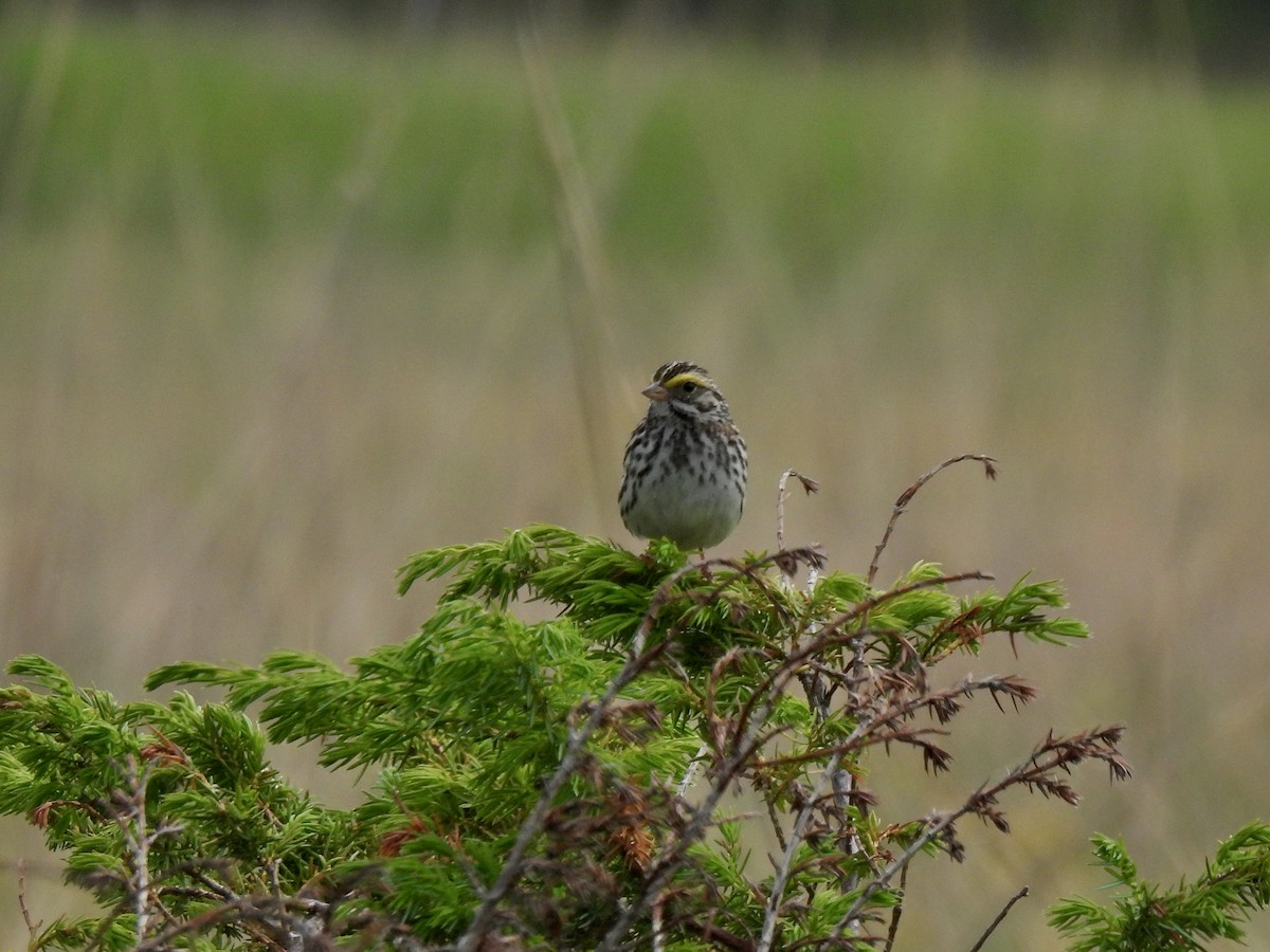 Savannah Sparrow - ML620140851