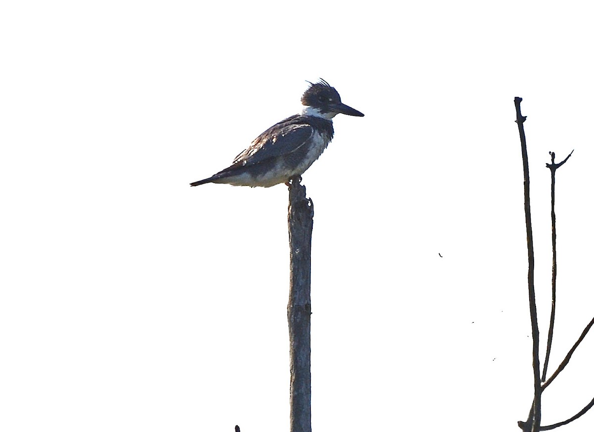 Belted Kingfisher - ML620140857