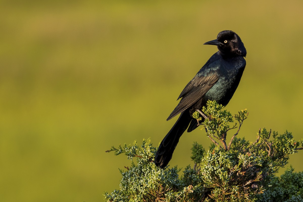 Boat-tailed Grackle - ML620140874
