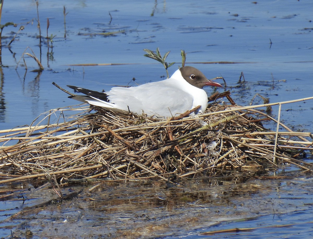 Black-headed Gull - ML620140883