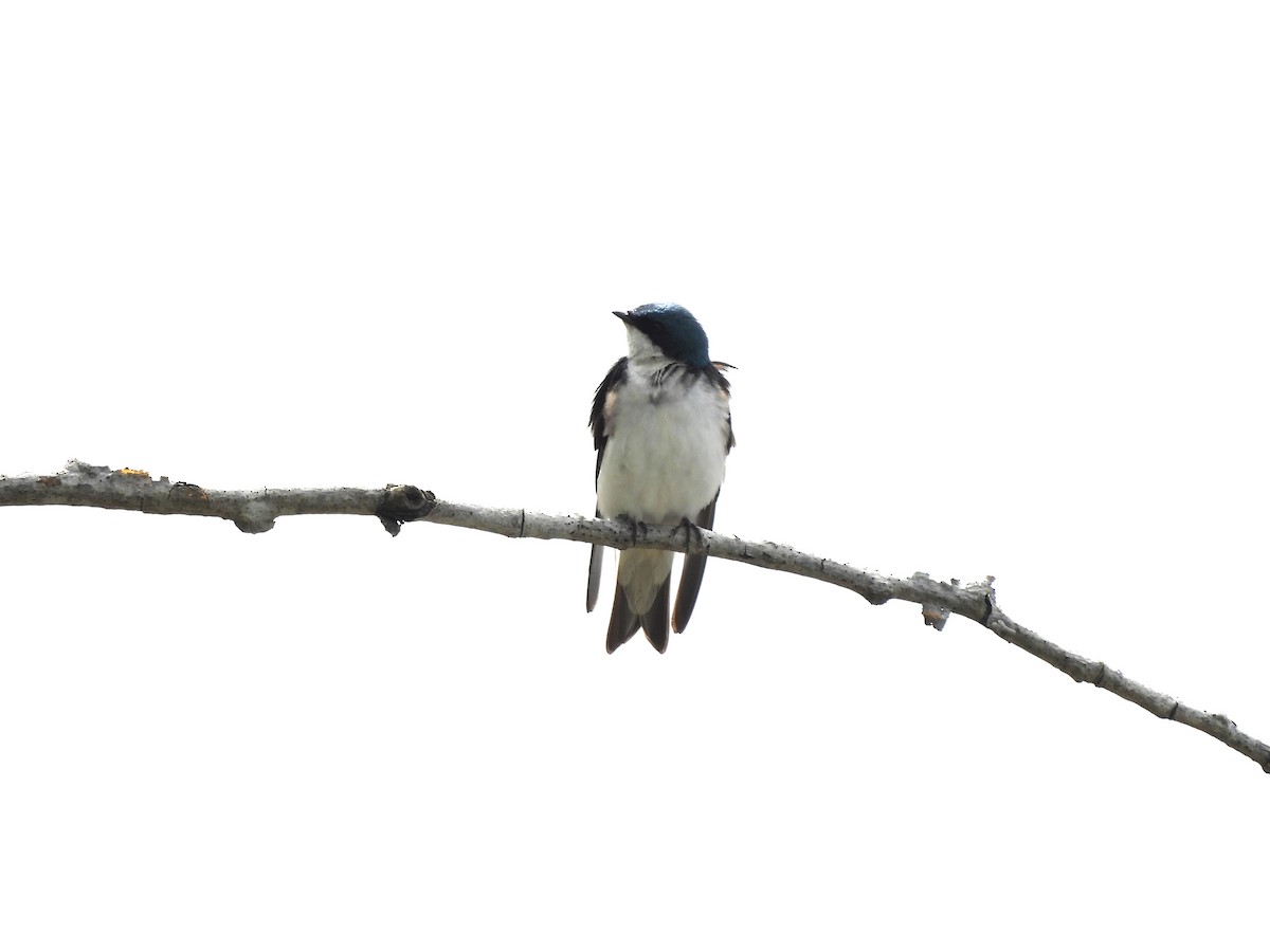 Tree Swallow - ML620140901