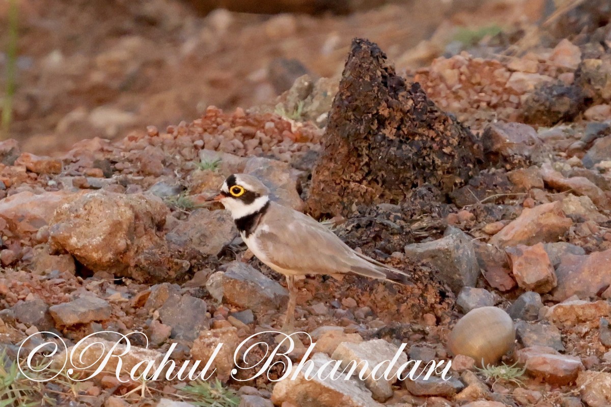 Little Ringed Plover - ML620140903