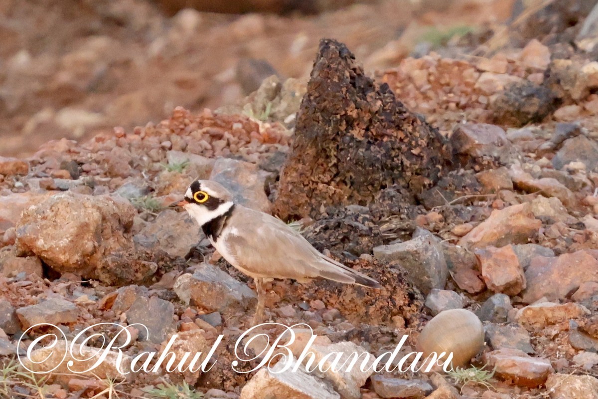 Little Ringed Plover - ML620140905