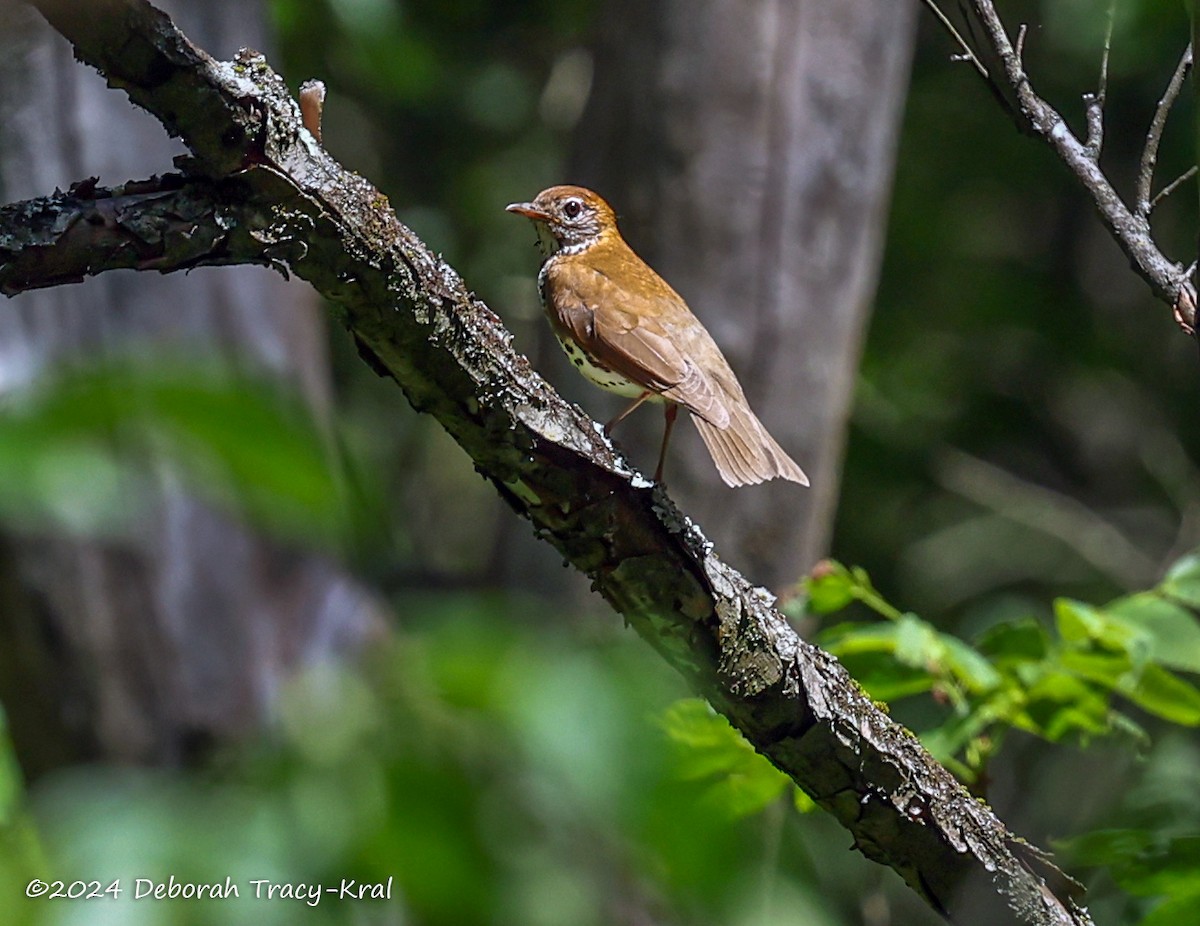 Wood Thrush - ML620140909