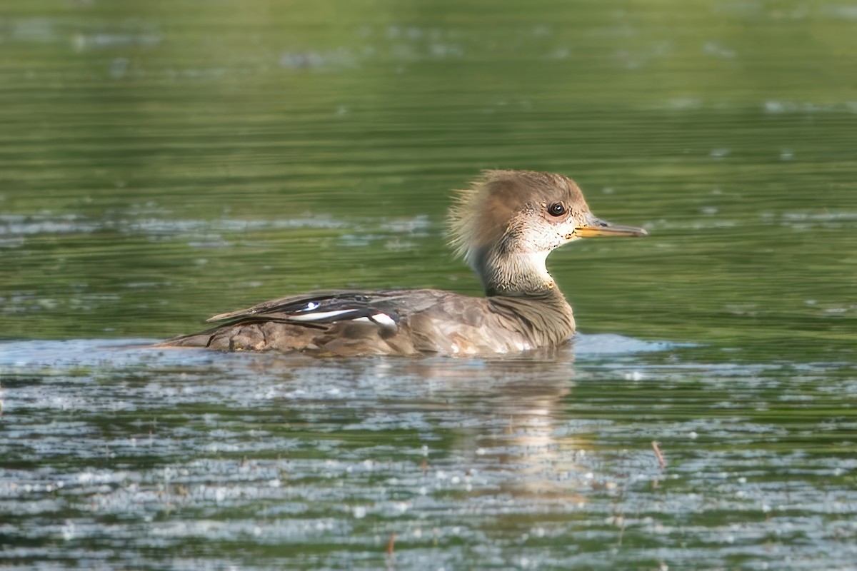 Hooded Merganser - ML620140922