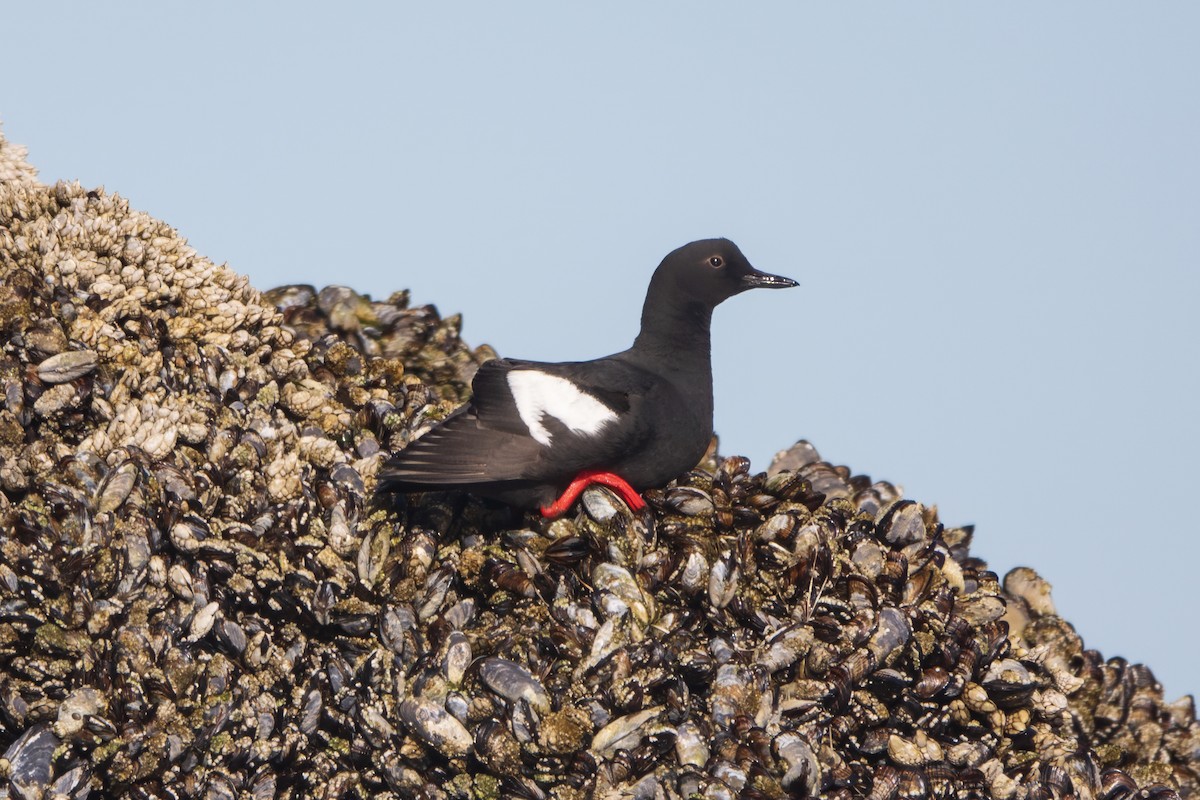 Pigeon Guillemot - ML620140923