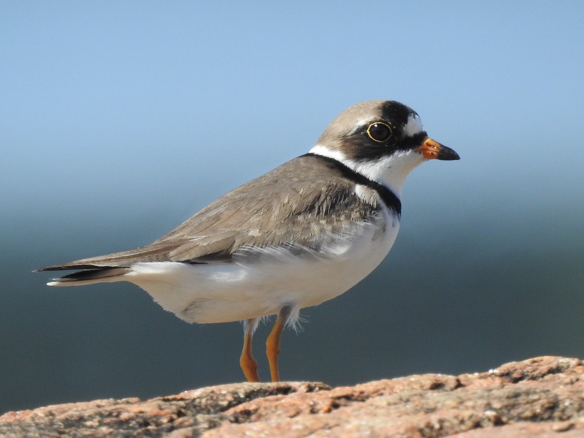 Semipalmated Plover - Connor Langan