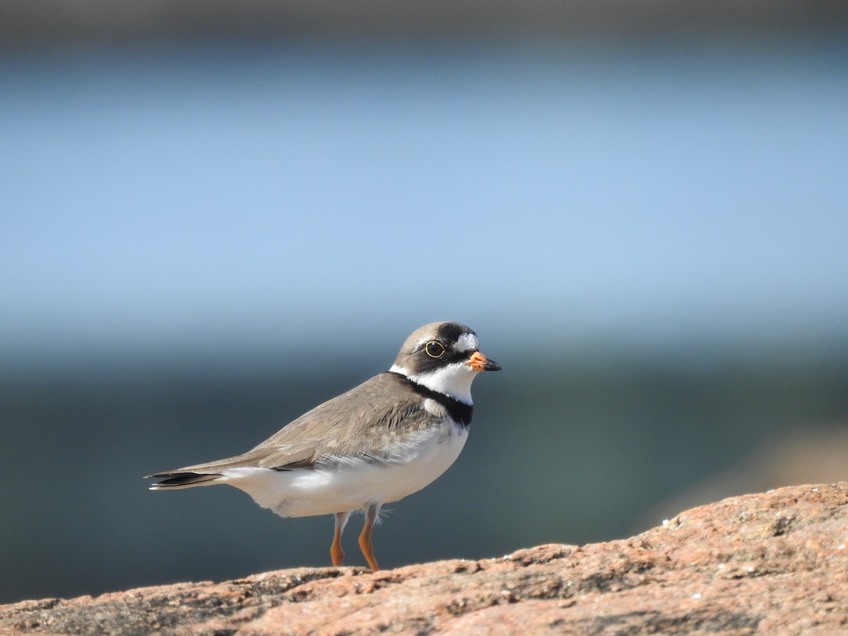 Semipalmated Plover - ML620140930