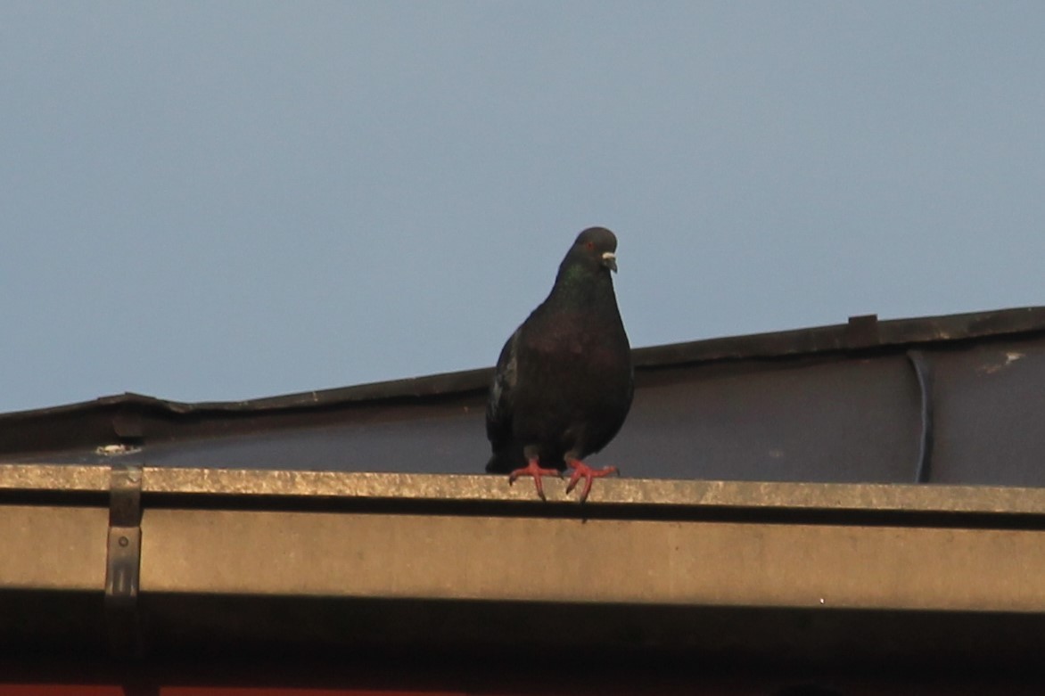 Rock Pigeon (Feral Pigeon) - ML620140932