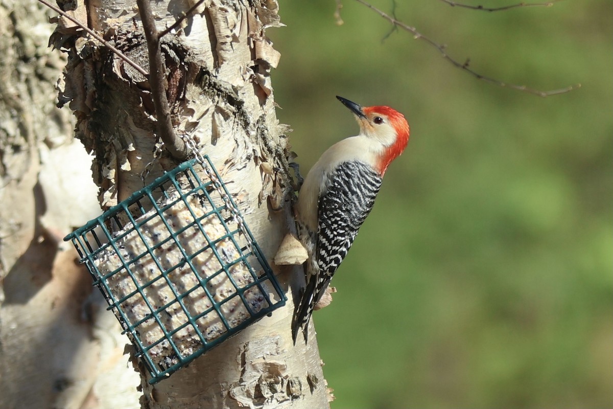 Red-bellied Woodpecker - ML620140933
