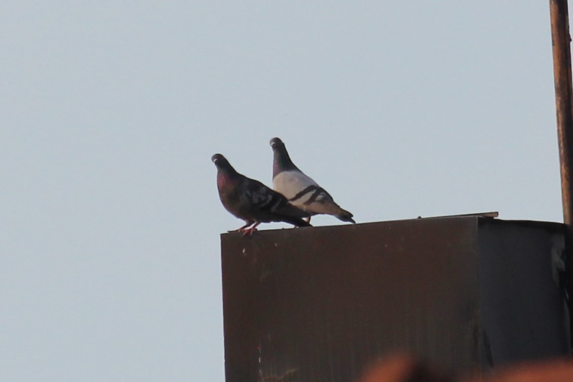 Rock Pigeon (Feral Pigeon) - ML620140938