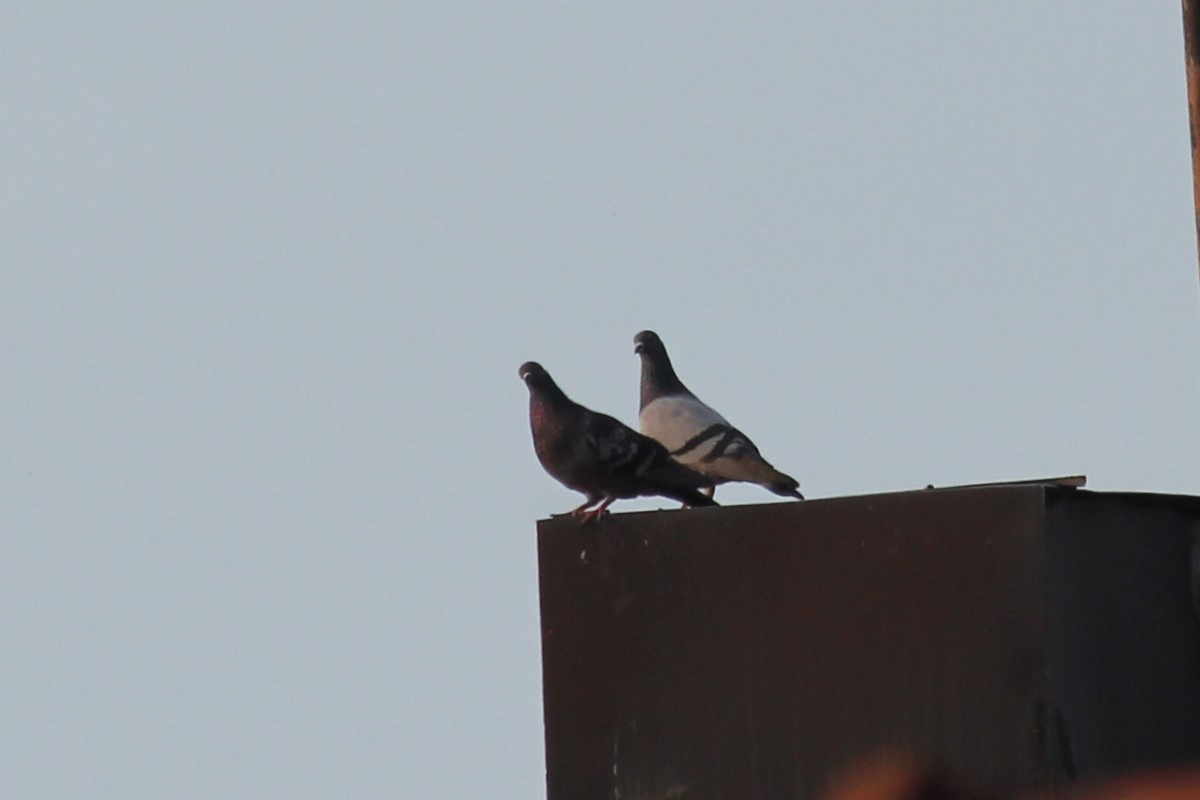 Rock Pigeon (Feral Pigeon) - ML620140954
