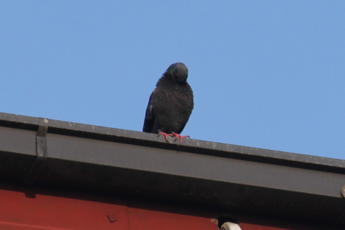 Rock Pigeon (Feral Pigeon) - ML620140955