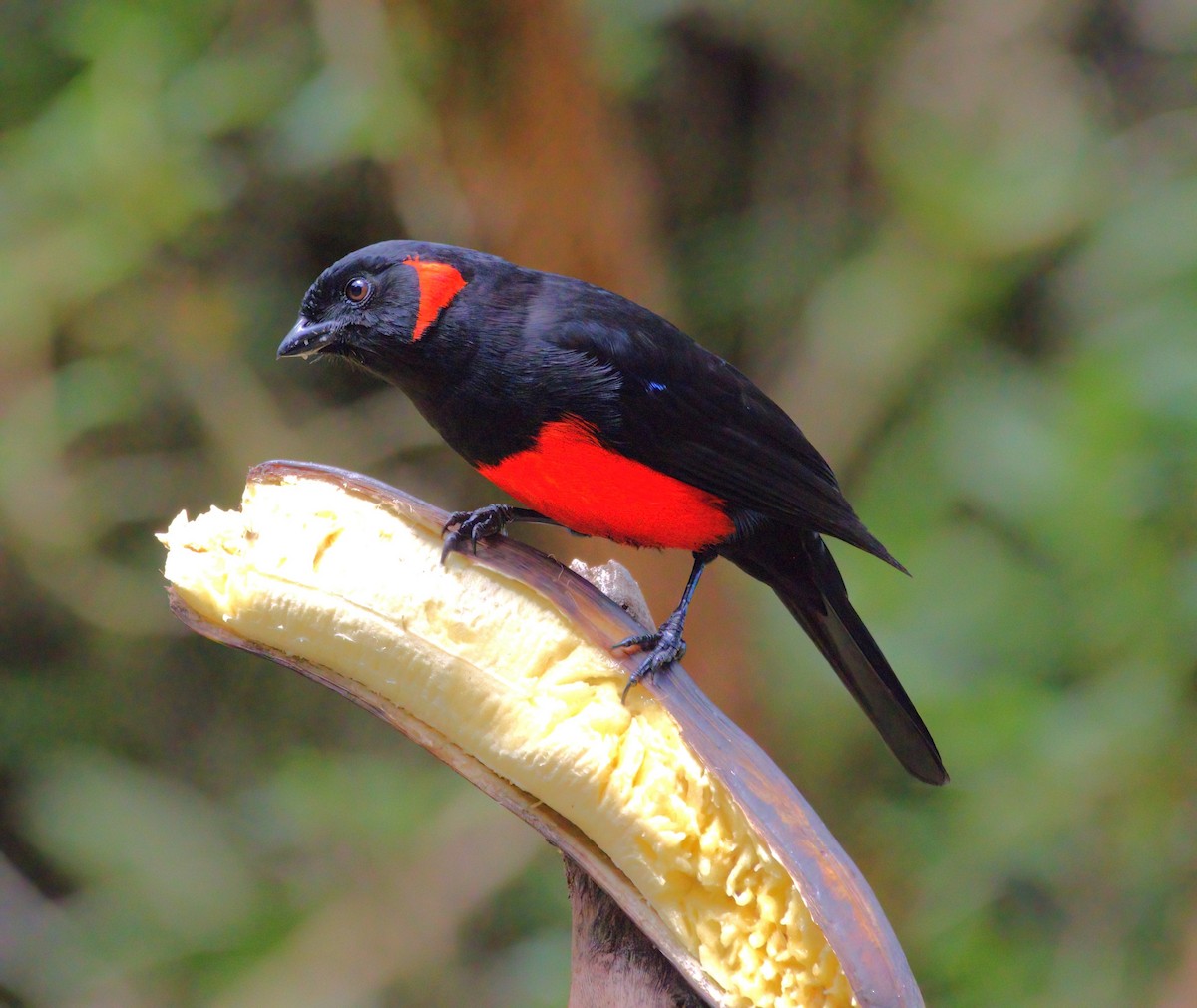 Scarlet-bellied Mountain Tanager - ML620140956