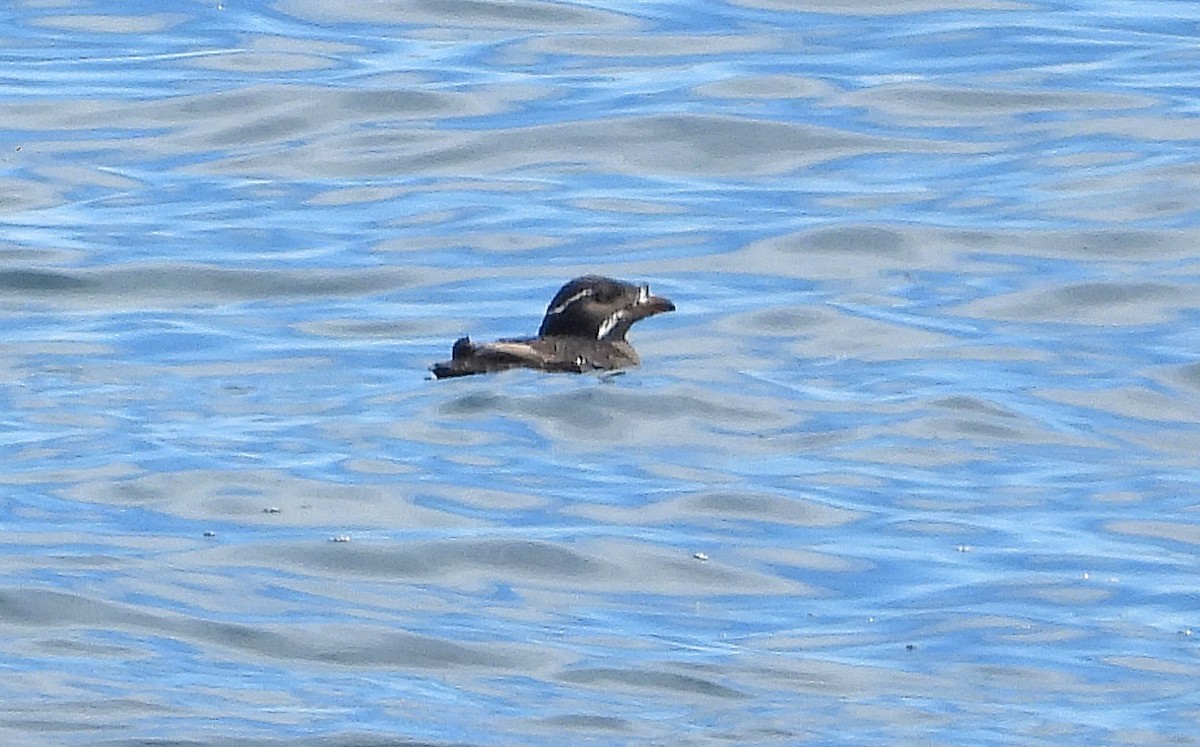 Rhinoceros Auklet - ML620140957