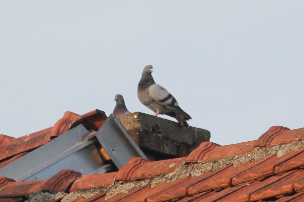 Rock Pigeon (Feral Pigeon) - ML620140958