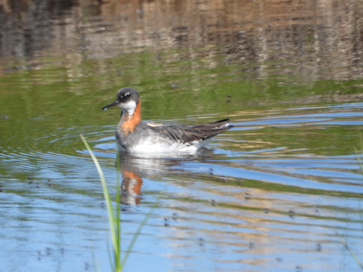 Red-necked Phalarope - ML620140960