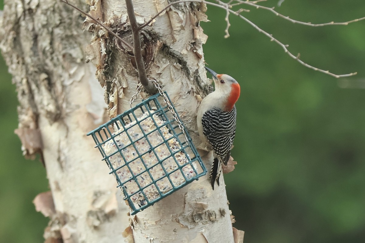 Red-bellied Woodpecker - ML620140969