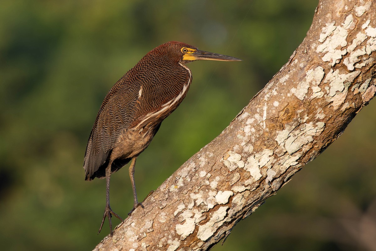 Rufescent Tiger-Heron - ML620140975