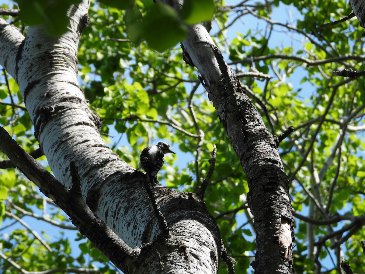 Hairy Woodpecker - ML620140983