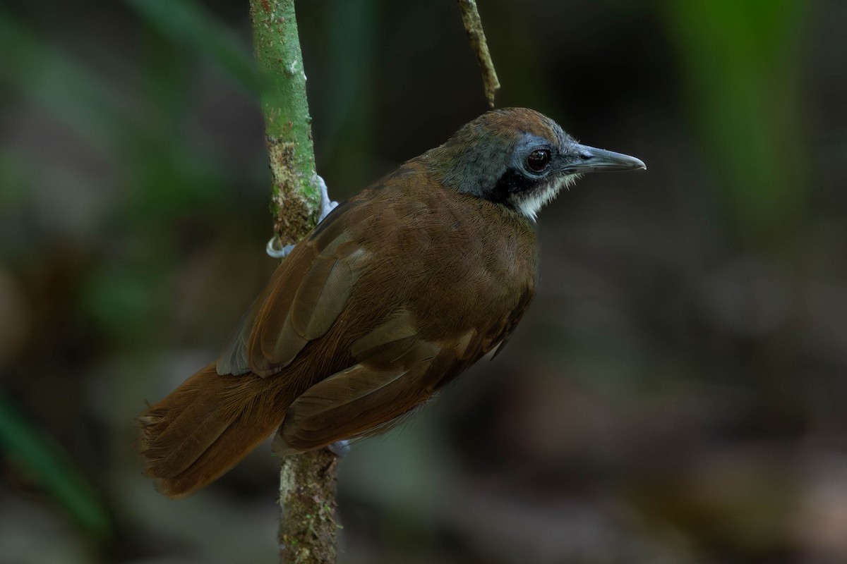 Bicolored Antbird - Josanel Sugasti -photographyandbirdingtourspanama