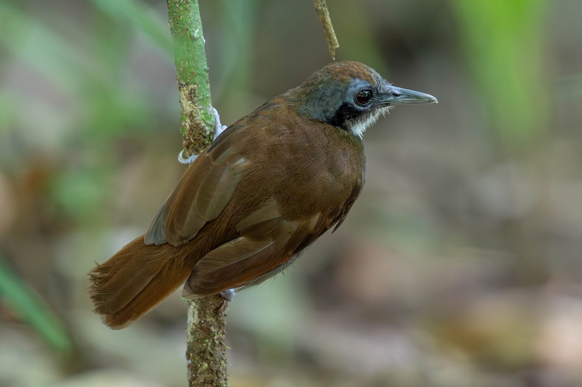 Bicolored Antbird - ML620140997