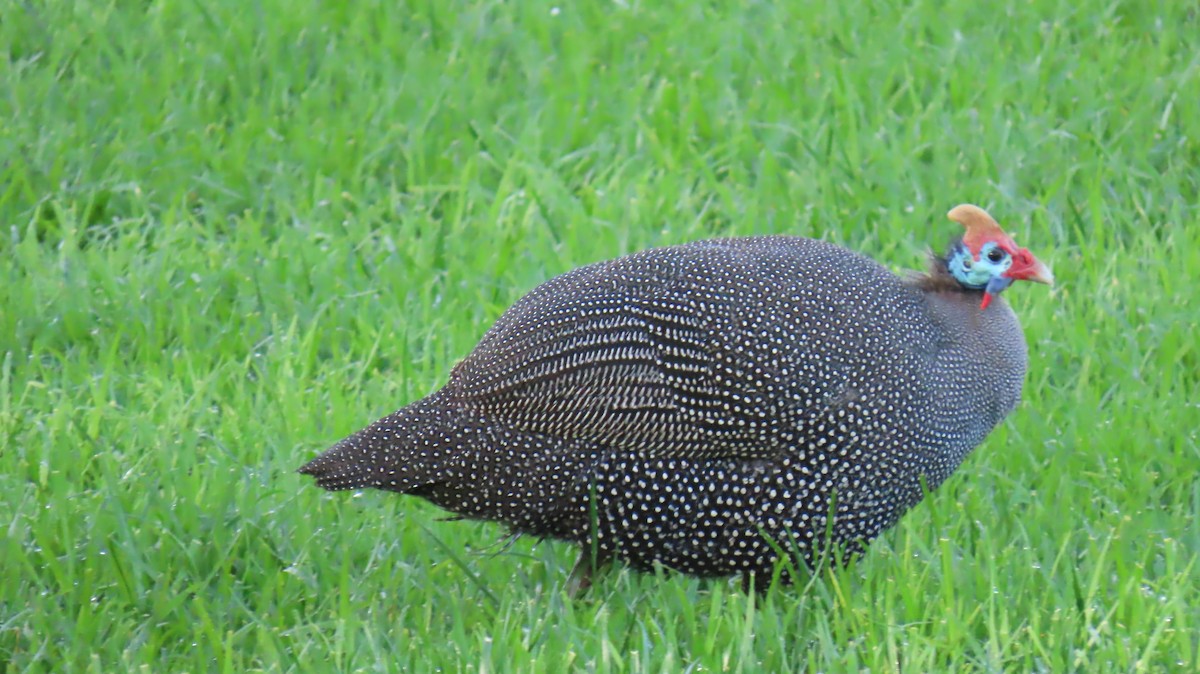 Helmeted Guineafowl - ML620141000