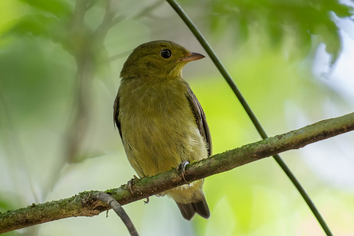 Manakin à cuisses jaunes - ML620141007