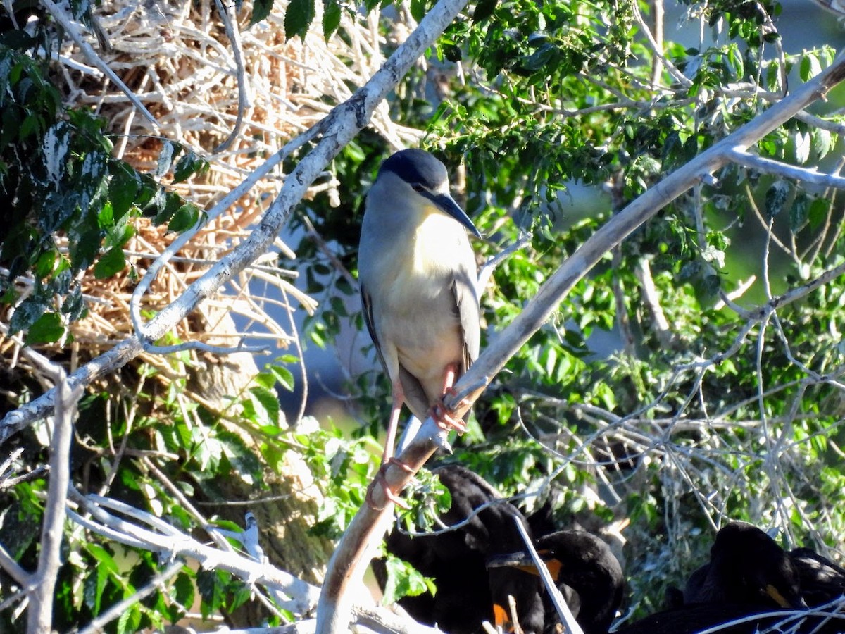 Black-crowned Night Heron - ML620141032