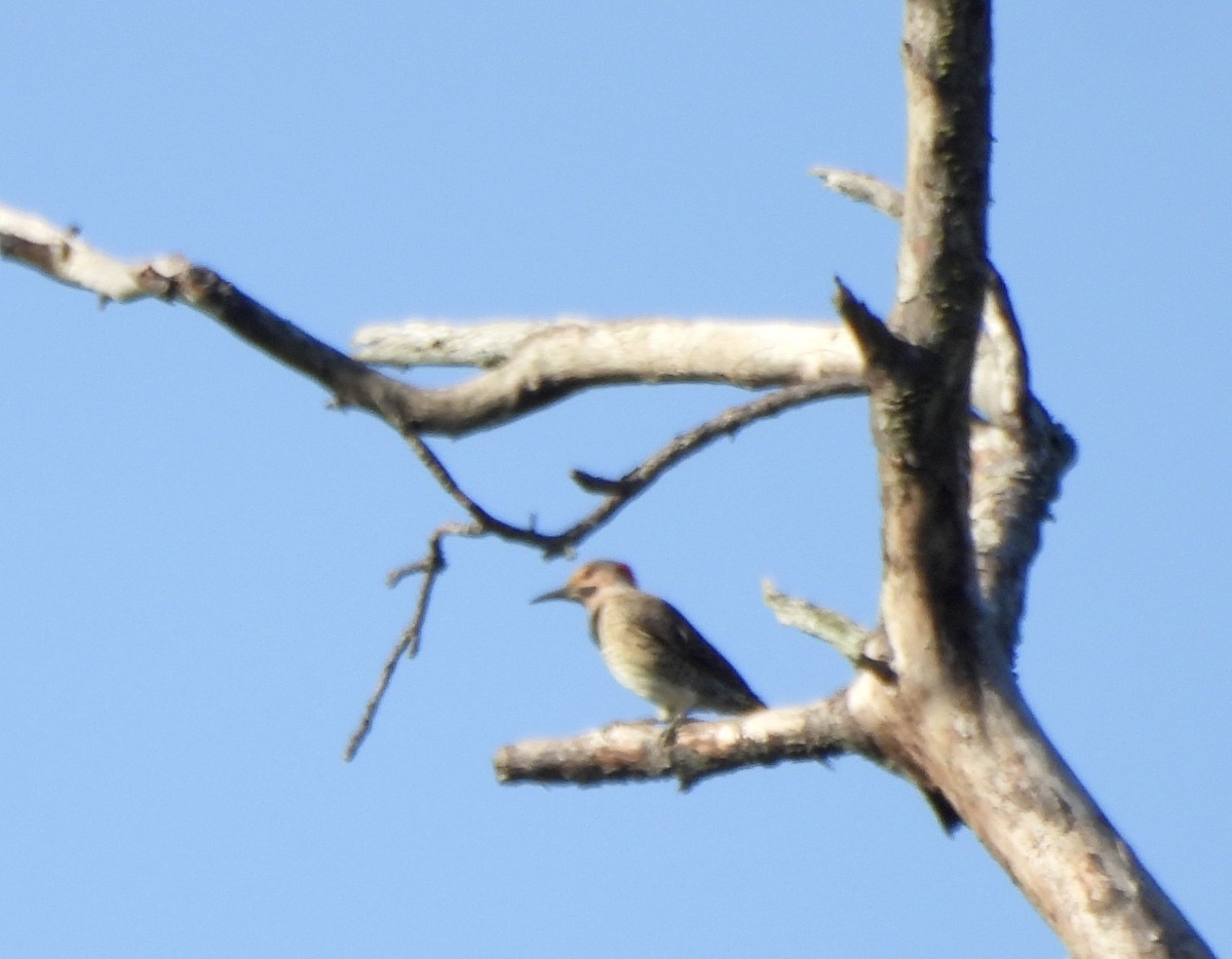 Northern Flicker - ML620141034