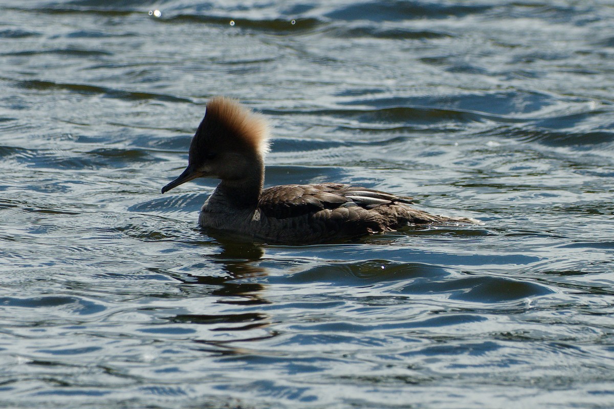 Hooded Merganser - ML620141044