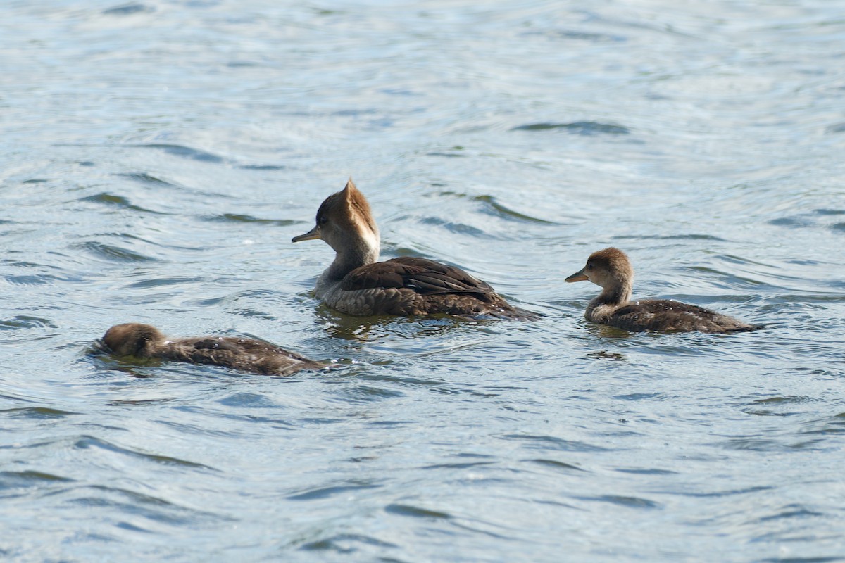 Hooded Merganser - ML620141045