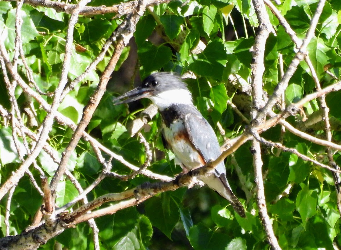 Belted Kingfisher - ML620141048