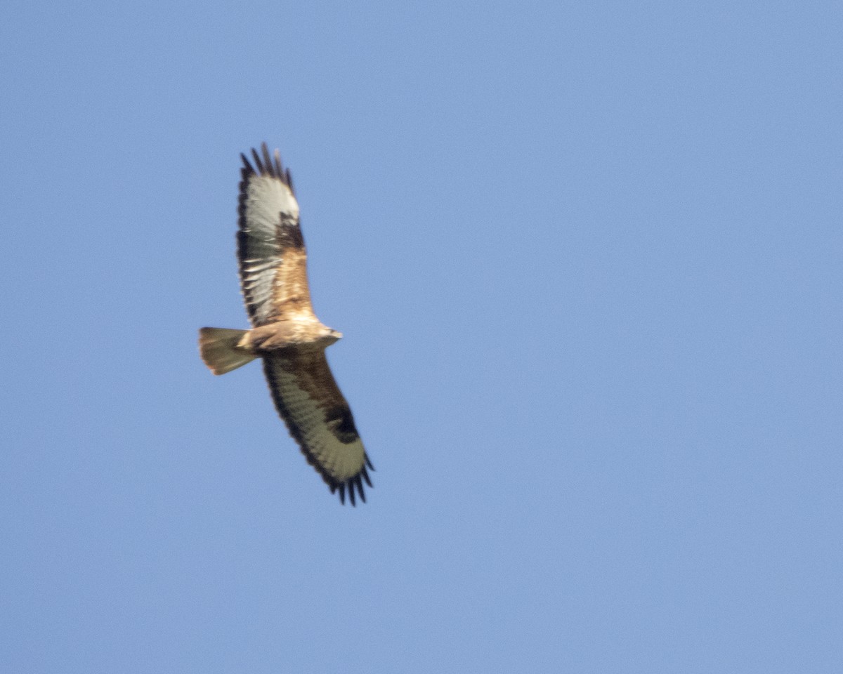 Long-legged Buzzard - ML620141058