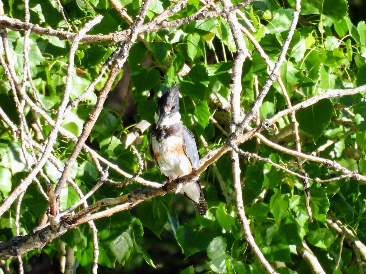Belted Kingfisher - ML620141060