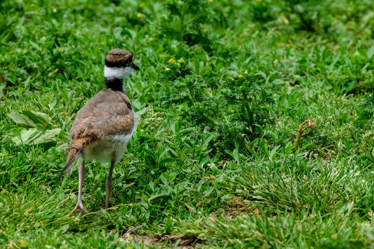 Killdeer - ML620141063